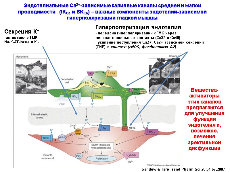 Эндотелиальные Са2+-зависимые калиевые каналы средней и малой проводимости   (IKCa и SKCa) –